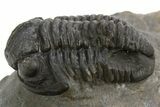 Detailed Proetid (Gerastos) Trilobite Fossil - Morocco #325838-2